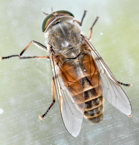 Réf. 360 487 : Hybomitra distinguenda